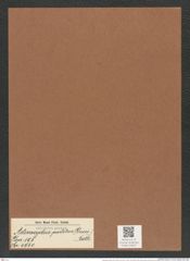 Actinocyclus partitus (Grun.) Rattr. (de-Toni-Nr.: Genus 195, Species 4760) Zeichnungen Sammlung Grunow Mappe 04632 (Herbarium_W_Grunow_drawings_Folder_04632)